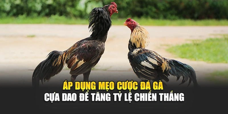 ap-dung-meo-cuoc-da-ga-cua-dao-de-tang-ty-le-chien-thang