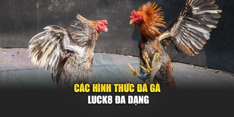 cac-hinh-thuc-da-ga-luck8-da-dang