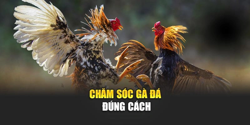 cham-soc-ga-da-dung-cach