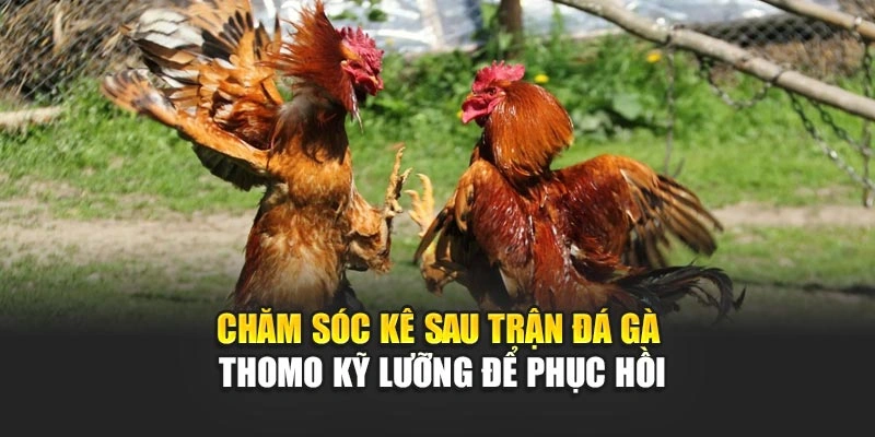 cham-soc-ke-sau-tran-da-ga-thomo-ky-luong-de-phuc-hoi