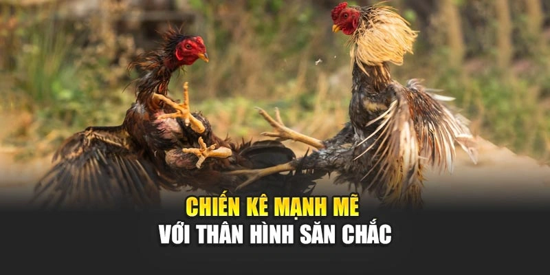 chien-ke-manh-me-voi-than-hinh-san-chac