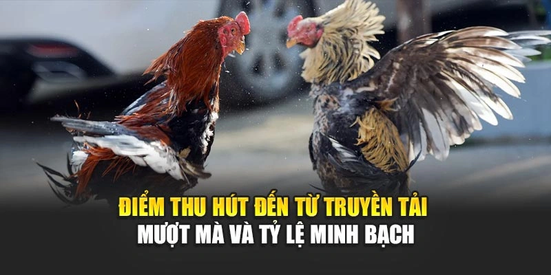 diem-thu-hut-den-tu-truyen-tai-muot-ma-va-ty-le-minh-bach