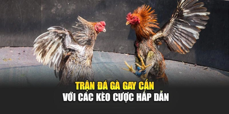 tran-da-ga-gay-can-voi-cac-keo-cuoc-hap-dan